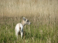 Baby Bighorn